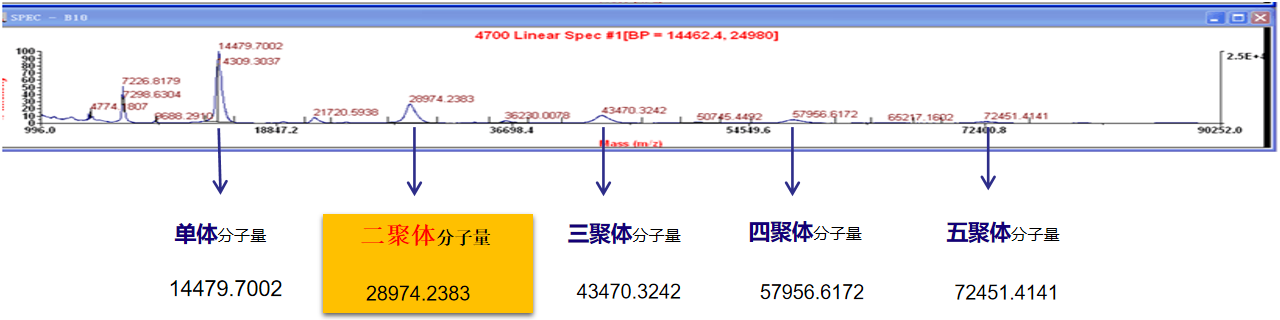 溶菌酶多聚体质谱图