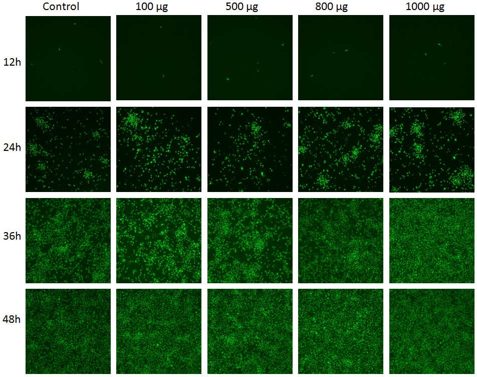 单体溶菌酶抑制 PRRSV 增殖的间接免疫荧光检测