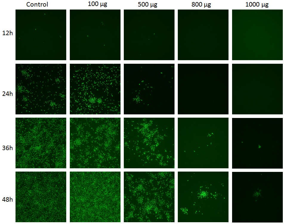 溶菌酶多聚体抑制 PRRSV 增殖的间接免疫荧光检测