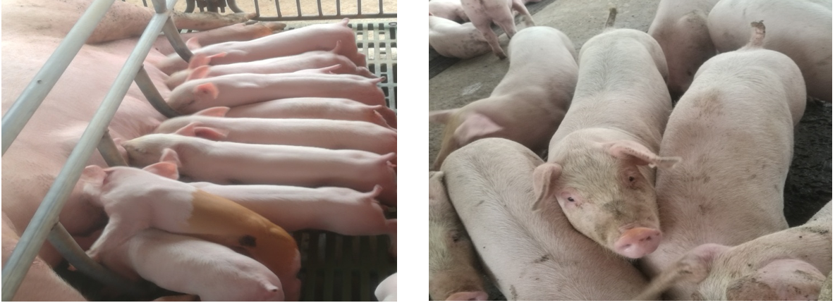 母猪健康   猪就好养了