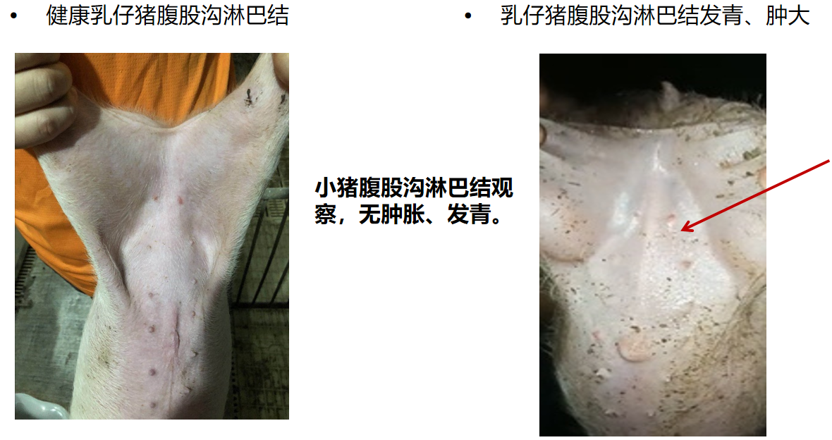 小猪腹股沟淋巴结观察