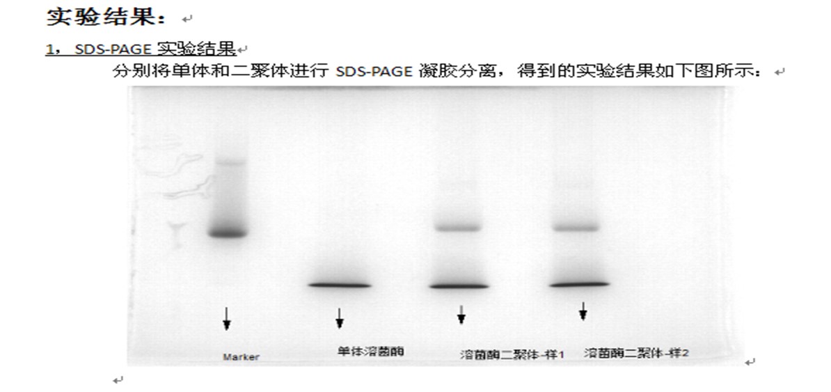 溶菌酶多聚体电泳图
