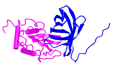 溶菌酶多聚体的分子构型1